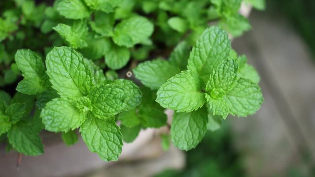 Close-up of a fresh mint leaf.