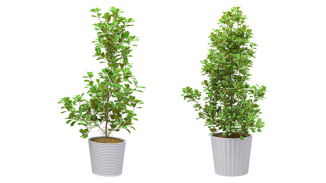 Two green plants in different white pots, including a ribbed and textured design, isolated on transparent background.