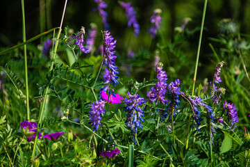 Obraz premium purple flowers in the garden