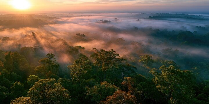 Aerial view of a misty forest at sunrise with sun rays breaking through the fog.