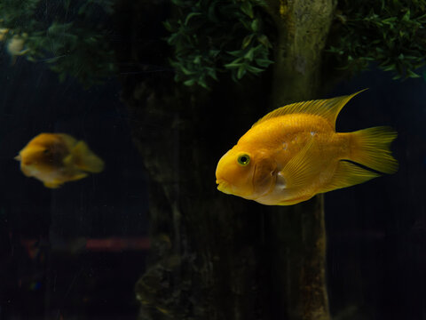 Exotic midas cichlid swimming in aquarium tank