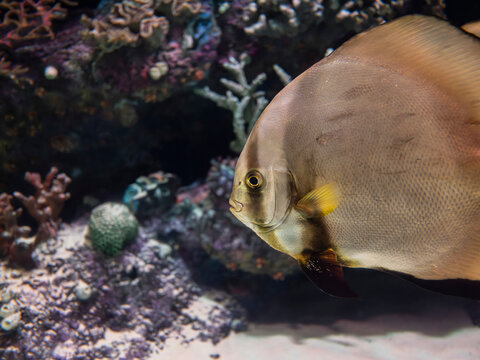Exotic pinnate batfish swimming in aquarium tank