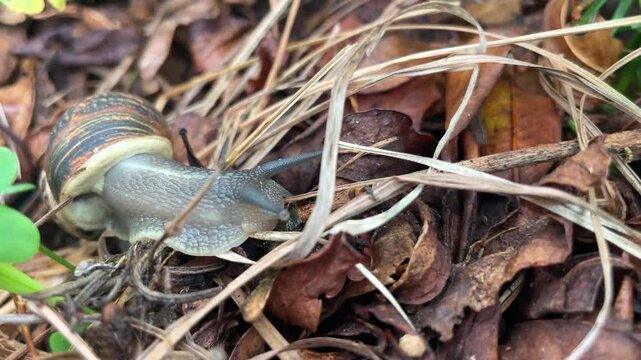 Horizontal close up shot of a small brown snail slowly crawling over dry autumn leaves and withered grass on the ground in a forest, moving its long sensitive tentacles. High quality 4k footage