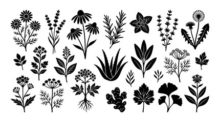 Herbal Collection: Botanical Silhouettes of Medicinal Plants and Flowers © Aziz