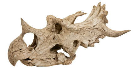 Fototapeta premium Centrosaurus dinosaur skull fossil with horns and frill