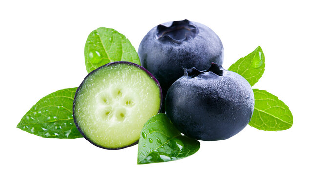 Fresh blueberries with green leaves and water drops