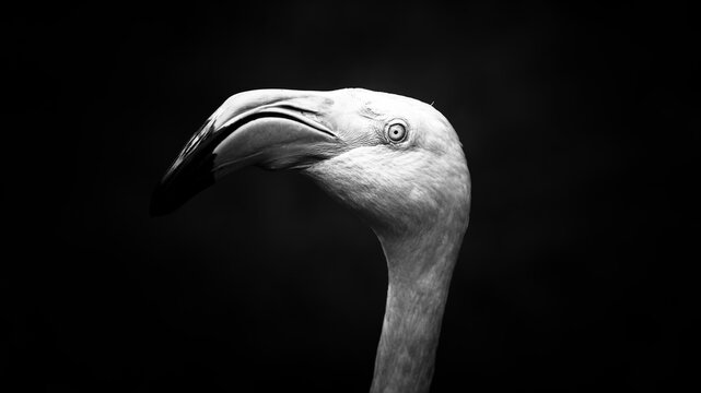 portrait flament rose