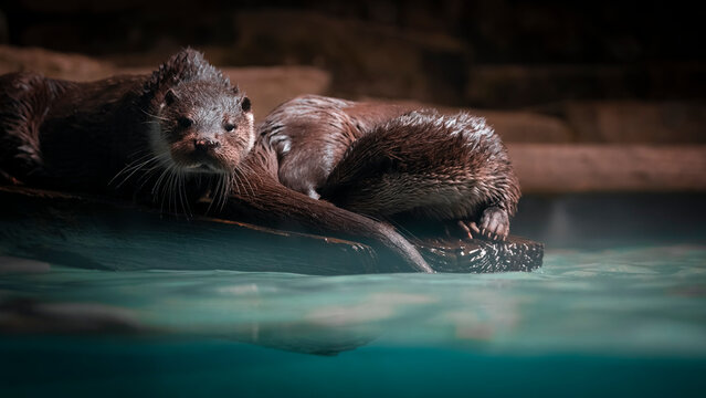 loutre d'europe