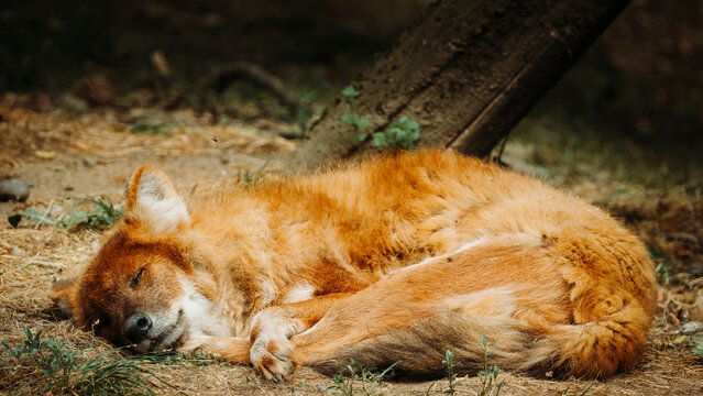 dhole dort