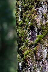 Fototapeta premium A close-up side angle of vibrant moss growing on dark textured tree bark, framed against a soft green blur.