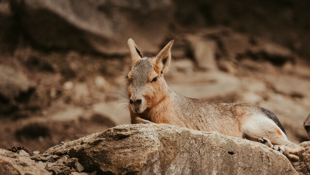 mara