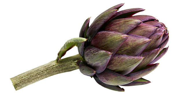 Purple artichoke with green stem