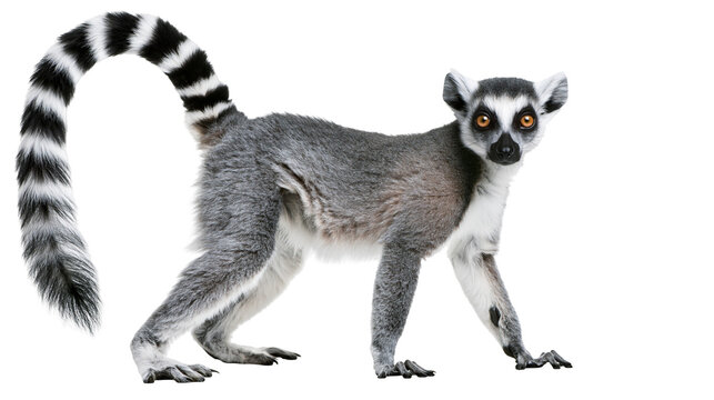 Ring-tailed lemur with distinctive black and white striped tail