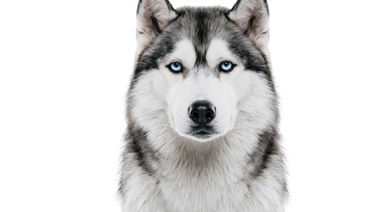 Siberian Husky dog portrait with striking blue eyes © Patricia
