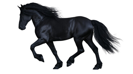 Black Friesian horse with flowing mane and tail galloping © Pablo