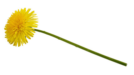 Yellow dandelion flower with green stem