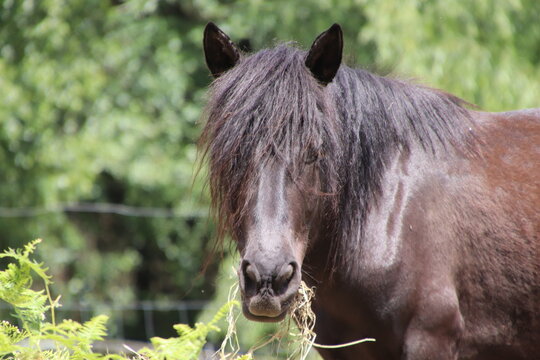 Retrato en primer plano de perfil de un caballo casta&ntilde;o con larga crin negr