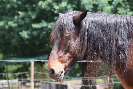 Retrato en primer plano de perfil de un caballo casta&ntilde;o con larga crin negra