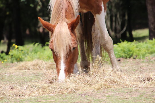Caballo casta&ntilde;o con crin rubia comiendo heno de frente en el campo