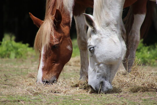 Dos caballos, uno casta&ntilde;o y otro blanco, comiendo heno juntos en el campo