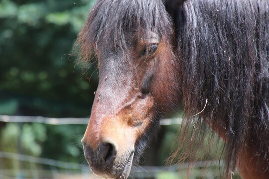 Retrato de perfil de un caballo casta&ntilde;o oscuro con crin negra