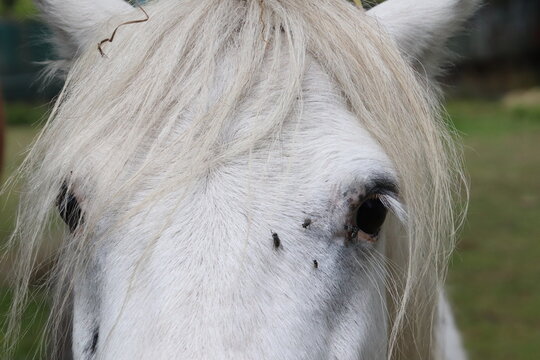 Primer plano macro de la mirada y el tupe de un caballo blanco