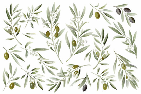 Watercolor Olive Branch Collection With Olives And Foliage On White Background