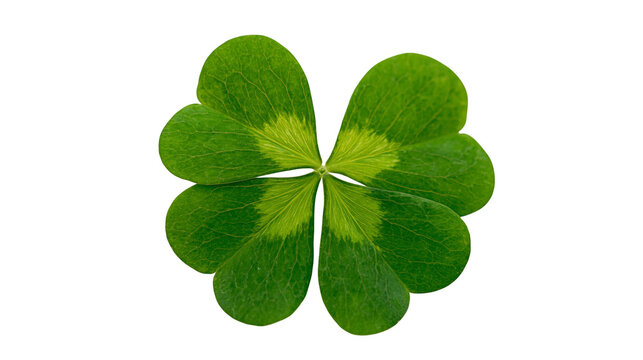 Four leaf clover with green leaves and lighter green markings