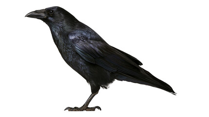Obraz premium Black raven bird with dark feathers and sharp beak