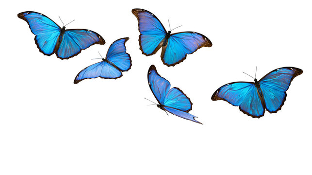Five blue morpho butterflies in flight
