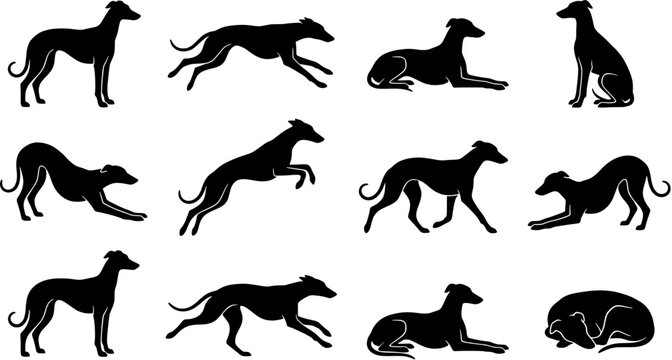 Greyhound dog silhouette icon set. Various poses including running, sitting, and resting in flat black style. Editable vector illustration on isolated white background.