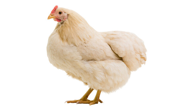Cream colored hen with red comb and wattles