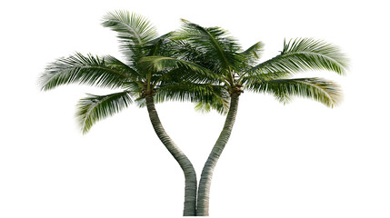 Twin palm trees with green fronds and textured trunks © Paula