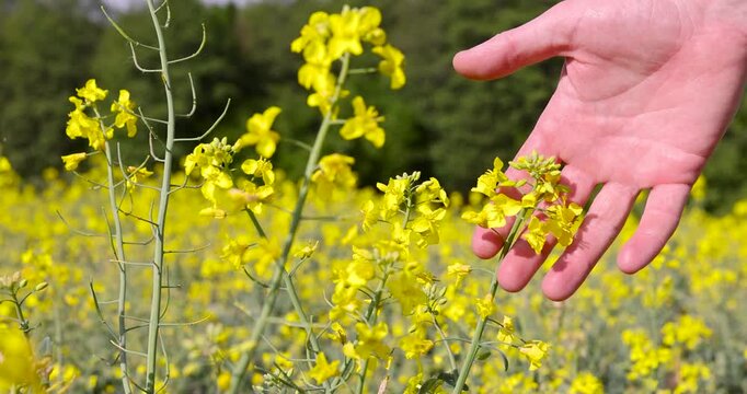 Flowering stems of yellow rapeseed, a natural landscape where a rapeseed field borders a strip of green spaces during the warm season