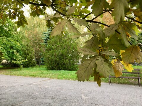 Autumn park alley framed by oak branch with olive-colored leaves: lonely bench on asphalt road with green lawn and trees behind; calm natural landscape in nuanced palette of yellowish green and brown