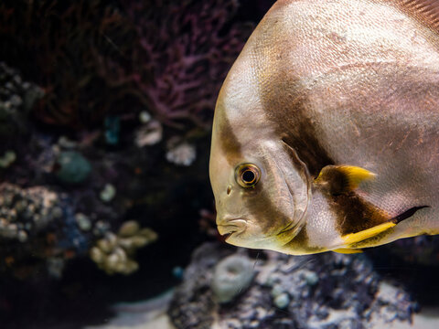 Exotic pinnate batfish swimming in aquarium tank