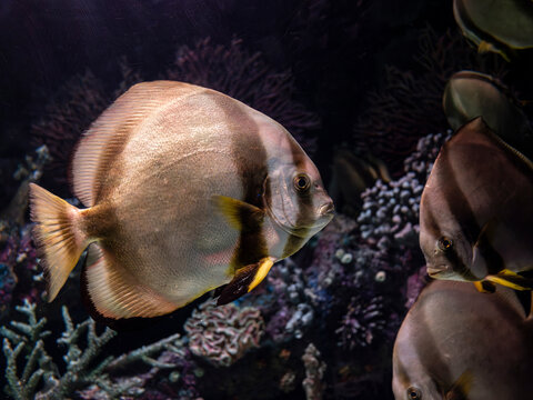Exotic pinnate batfish swimming in aquarium tank