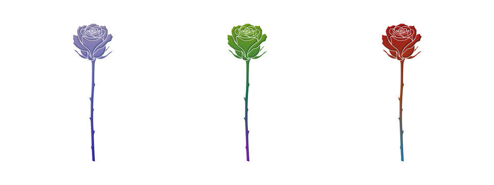 Three colorful rose flowers with long stems