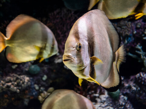 Exotic pinnate batfish swimming in aquarium tank