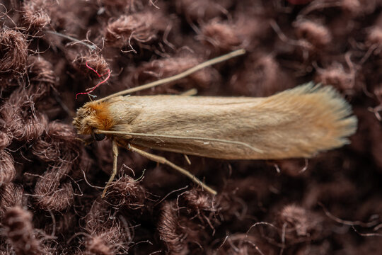 Macro Photo of Common Clothes Moth. Tineola Bisselliella Insect Parasite and Household Pest Infestation on Knitted Fabric