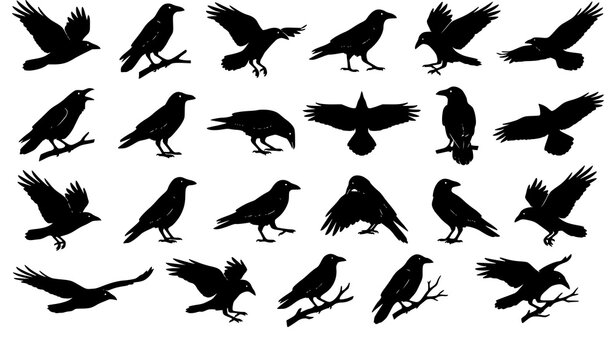 Realistic Black Crow and Raven Silhouette Vector Wildlife Clipart Collection