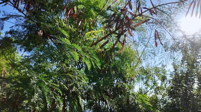 Low angle close-up of vachellia acacia tree with bipinnate green leaves and hanging dry seed pods against blue sky antalya.