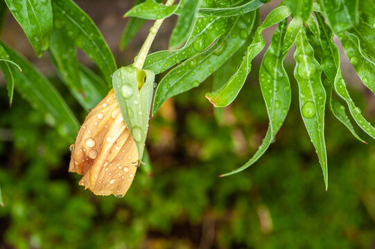 Selektiver Fokus verbl&uuml;hte Bl&uuml;te der Missouri-Nachtkerze Oenothera macrocarpa und Laubbl&auml;ttern mit Regentropfen in Bauerngarten in Neckartenzlingen