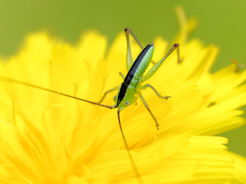 Short winged Conehead nymph
