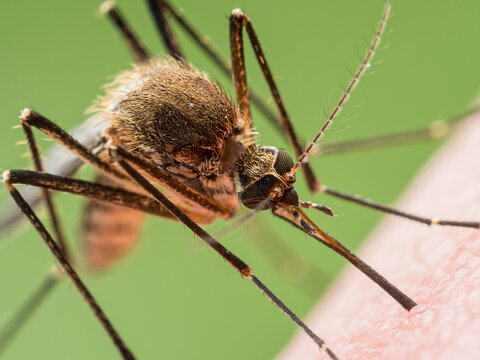 Malaria Infected Mosquito Bite. Leishmaniasis, Encephalitis, Yellow Fever, Dengue, Malaria Disease, Mayaro or Zika Virus Infectious Culex Mosquitoe Parasite Insect Macro.