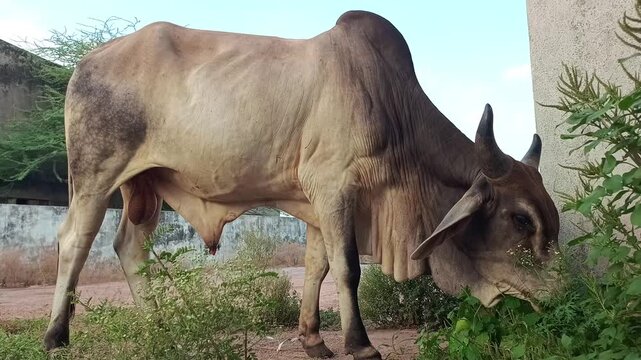 Indian Brahman Bull Grazing Green Grass in Rural Village Environment