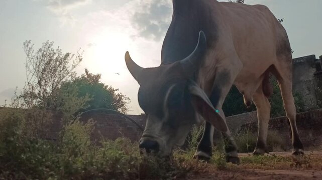 Low Angle Shot of Indian Brahman Bull Grazing Grass Against Evening Sunset Sky