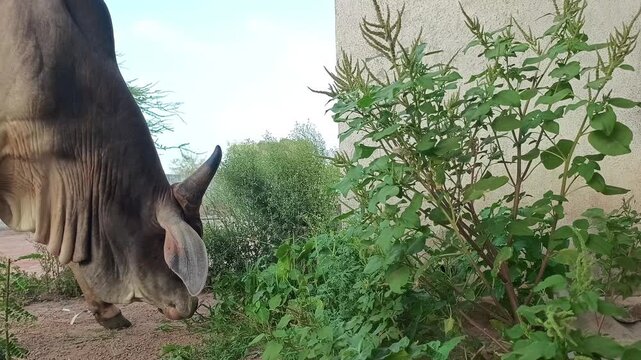 ​Close Up Profile of Indian Brahman Bull Grazing on Green Bushes and Grass