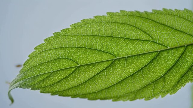 Close-up of a vibrant green leaf showcasing intricate vein patterns and natural texture against a soft, neutral background.