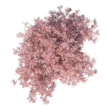 Low poly stylized sakura tree top view isolated transparent background photo realistic 3d rendering PNG 16 bit with alpha channel
